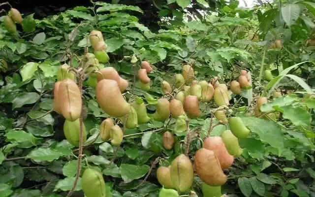 Les bienfaits du Griffonia : la plante du bien-être et de la sérénité