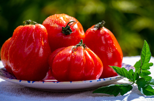 La tomate cœur de bœuf : bienfaits, calories et utilisation en cuisine