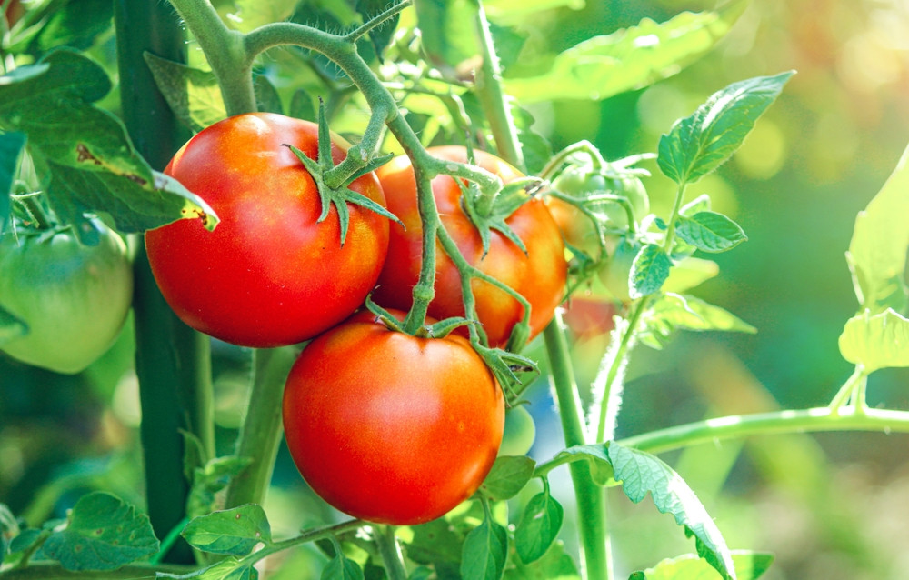 Quand et comment planter les tomates ?