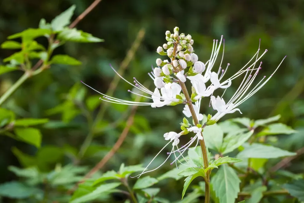 Les plantes les plus efficaces pour booster la perte de poids