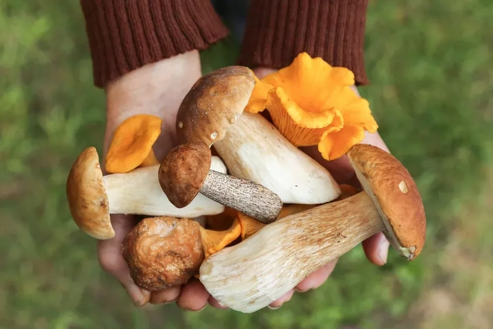 L’astuce méconnue qui booste la vitamine D des champignons avant la cuisson