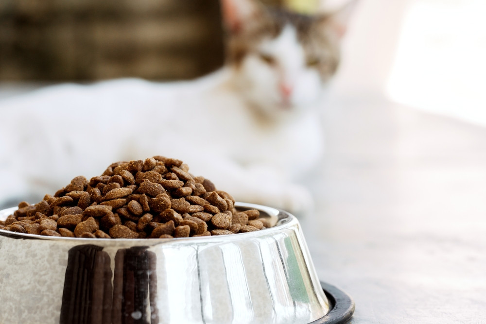 Comment bien choisir des croquettes pour chat ?