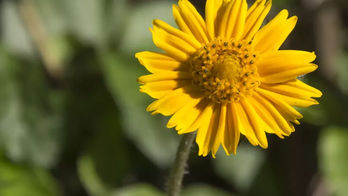 10 plantes pour soigner les petits bobos naturellement