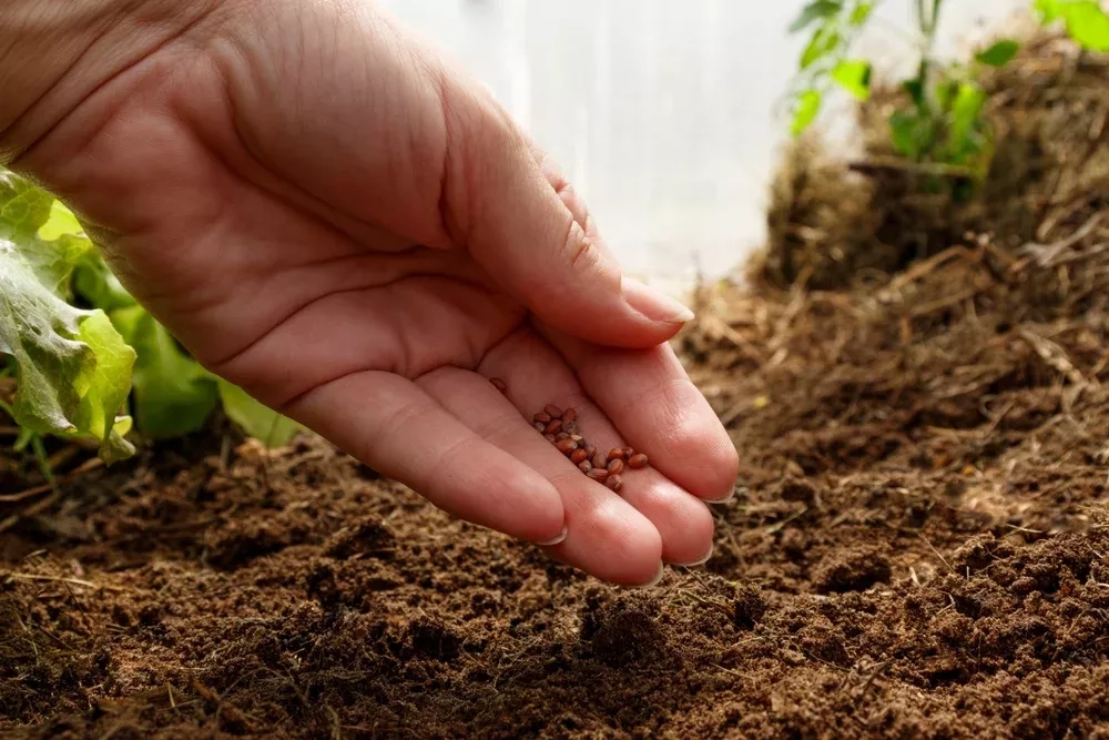 Quelles graines semer en février ?