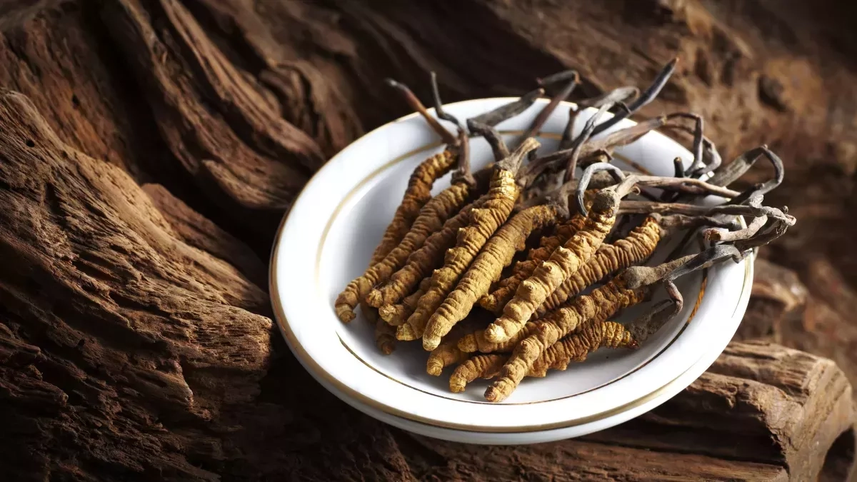 Les bienfaits des cordyceps : un trésor naturel pour la vitalité et la santé