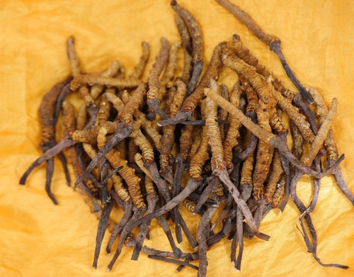 Les cordyceps pour maigrir : ça marche ?