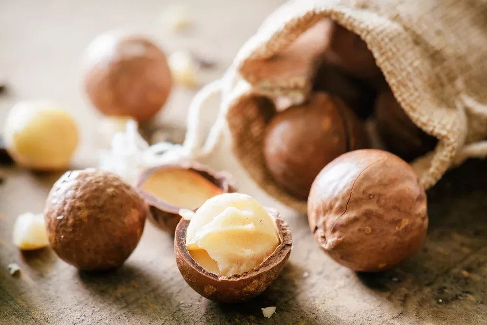 5 bonnes raisons de manger des noix de macadamia