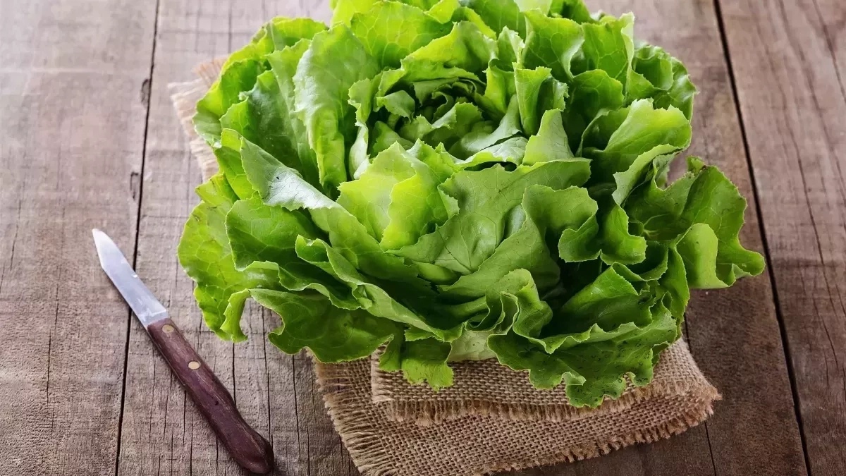 Que semer ou planter en février au potager ?