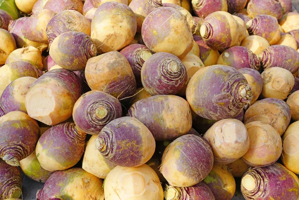 5 bonnes raisons de manger du rutabaga