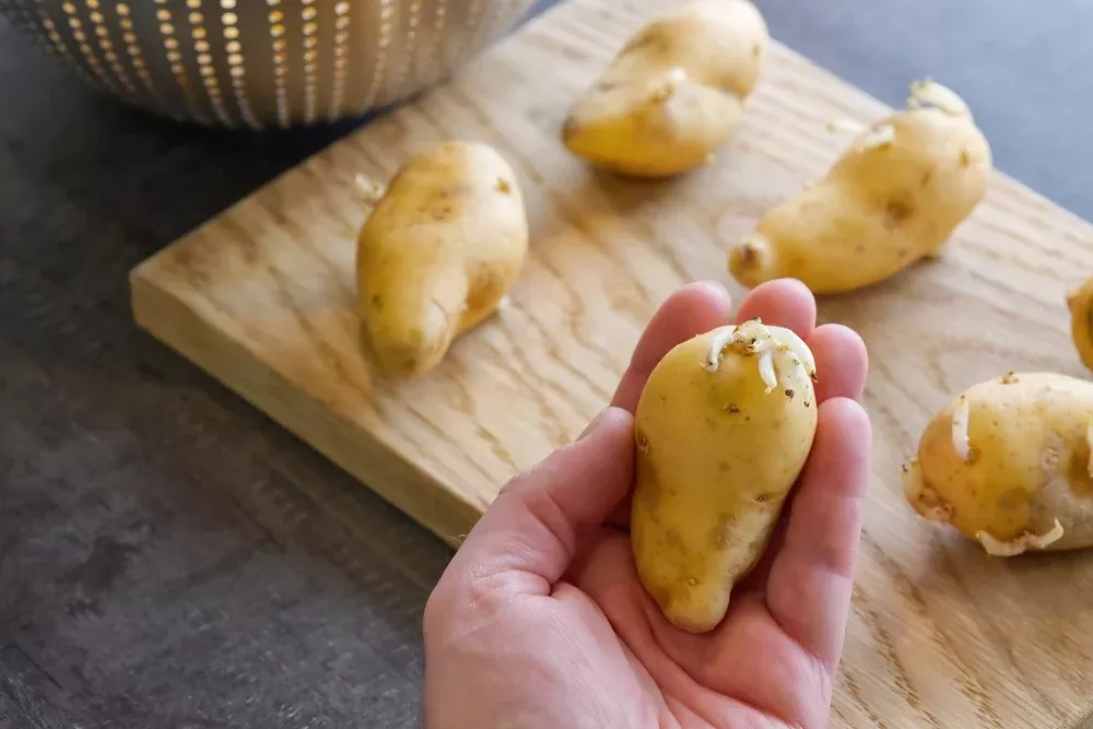 Manger des pommes de terre germées : est-ce dangereux pour la santé ?