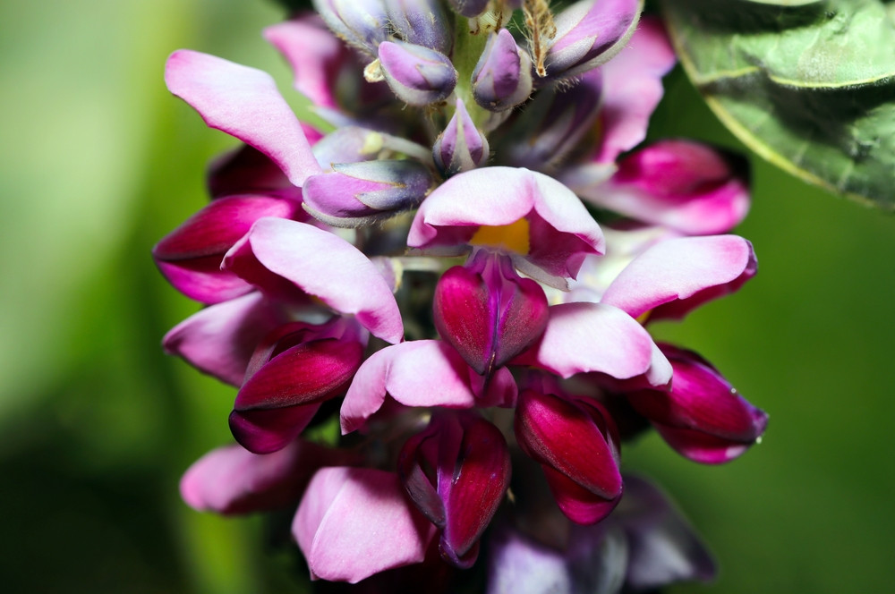 Les bienfaits du kudzu : une plante aux multiples vertus