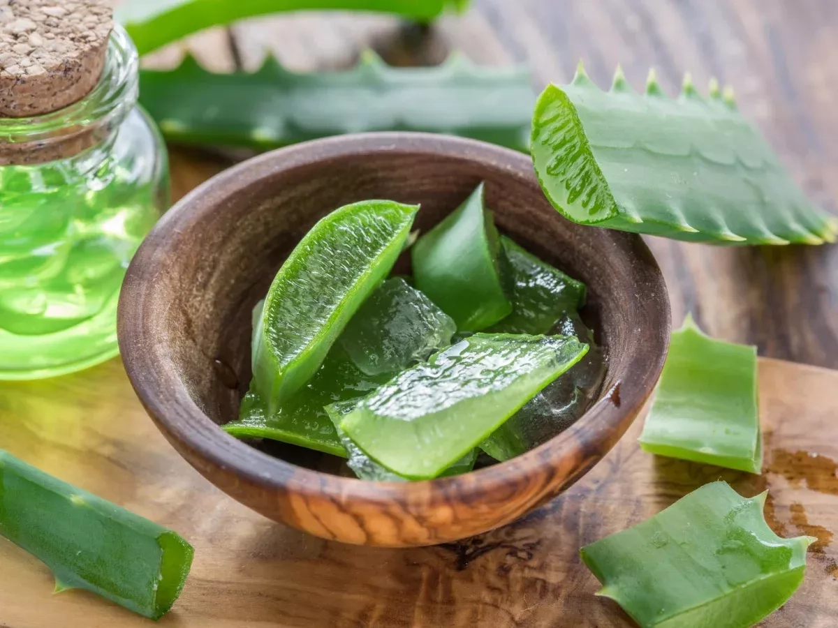 Comment utiliser l’aloe vera pour soulager la constipation ?