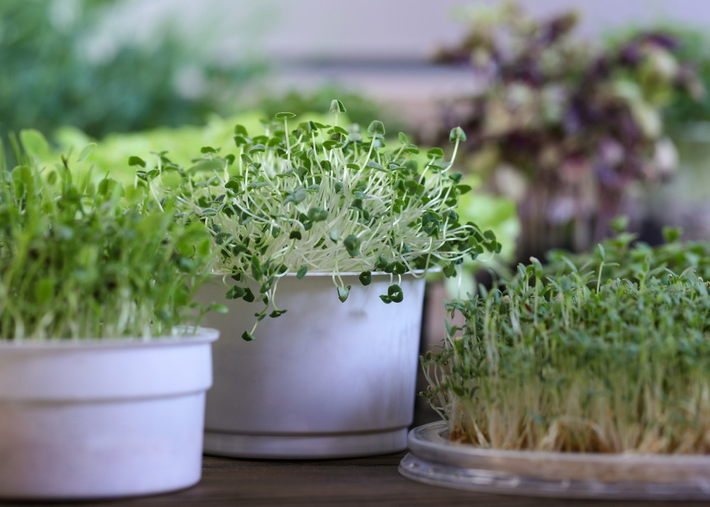 Les bienfaits des graines de chia germées