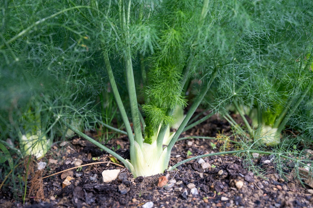 Quand et comment planter du fenouil ?