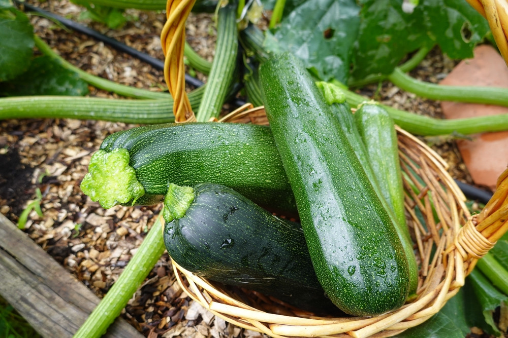 Quand et comment planter des courgettes ?