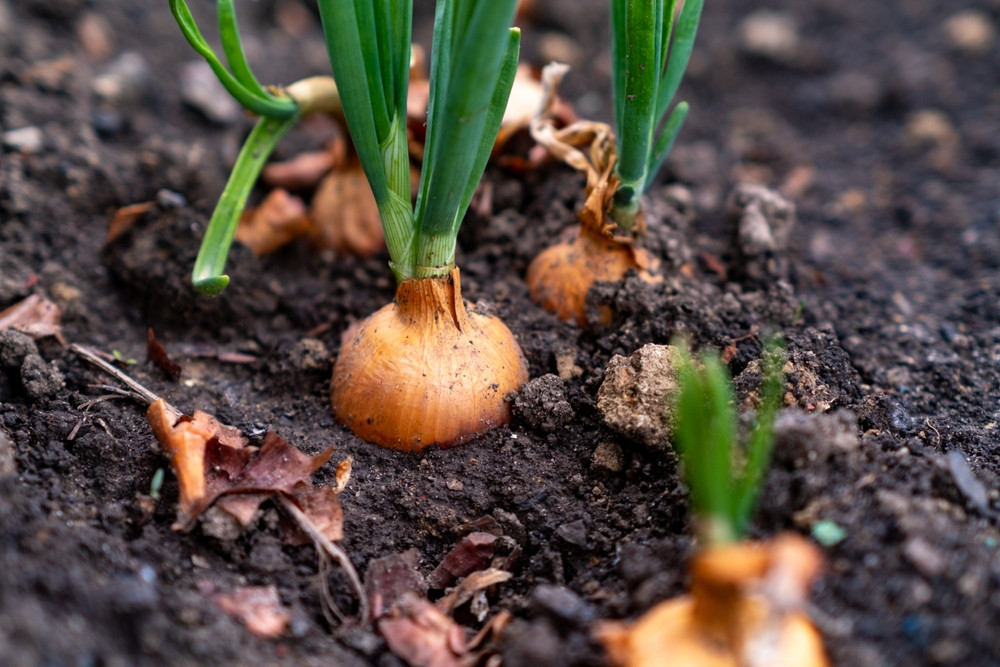 Que semer ou planter en janvier au potager ?