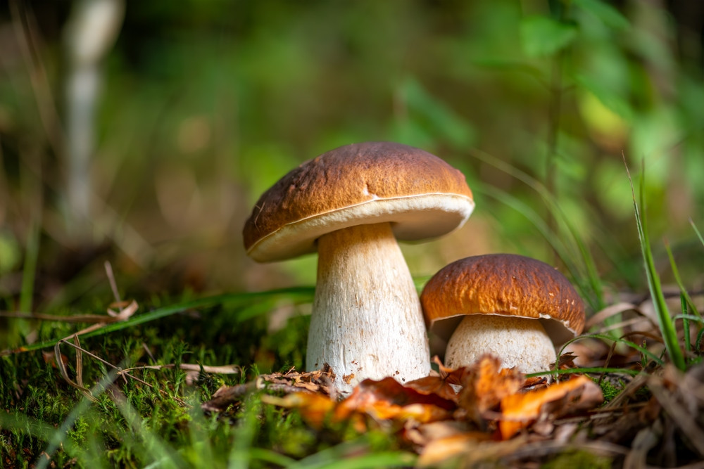 Les cèpes : bienfaits, calories et utilisation en cuisine