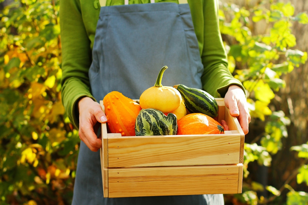 Que semer ou planter en octobre au potager ?