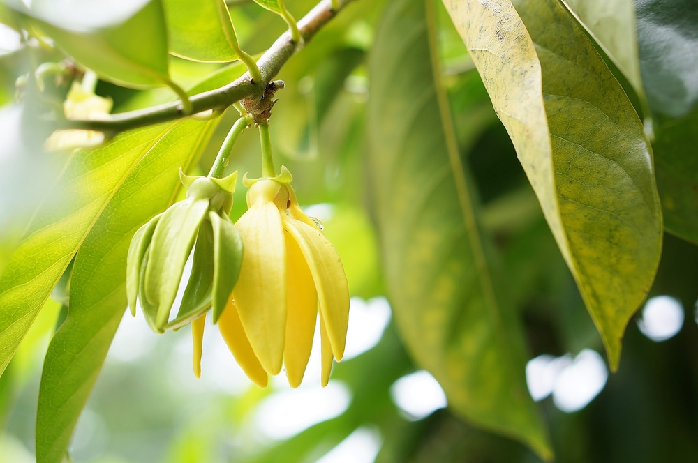 Comment utiliser les fleurs d'Ylang Ylang ?