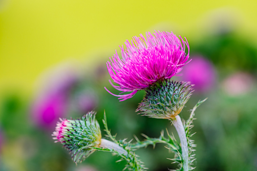 10 plantes anti-cancer