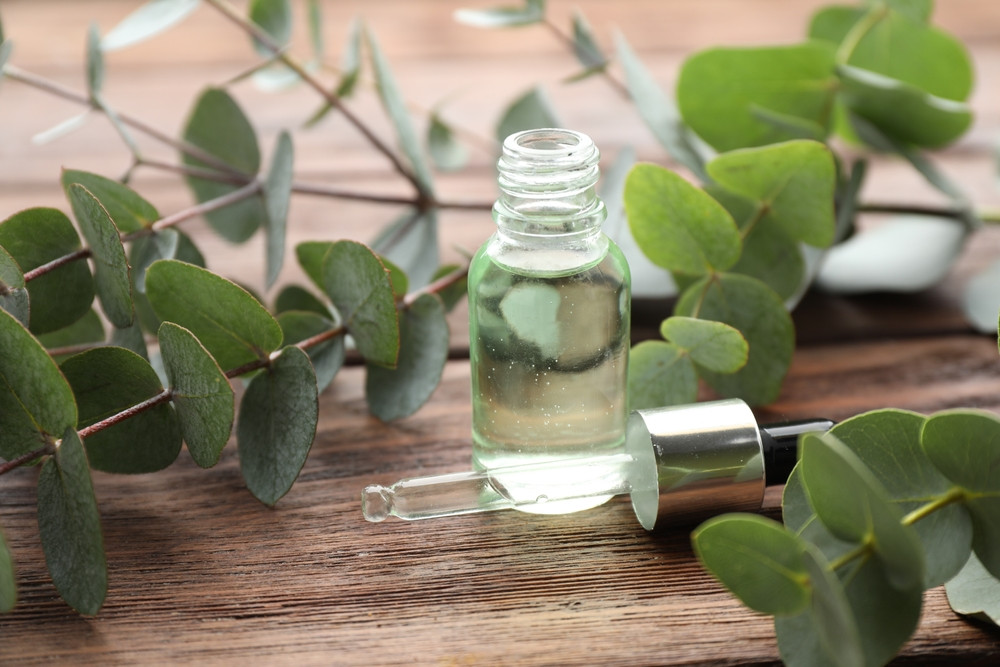 Les bienfaits de l'huile essentielle d'eucalyptus