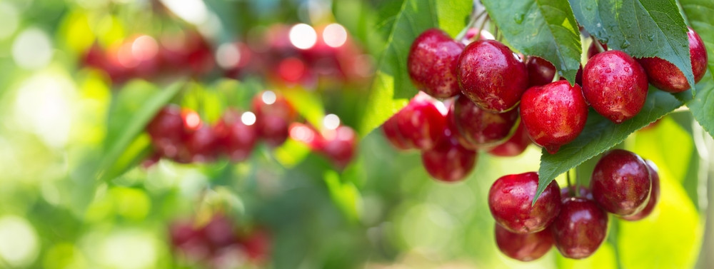 La cerise : quels sont les bienfaits de ce fruit ? 