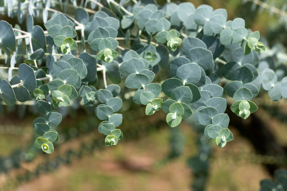 Les bienfaits de l'eucalyptus