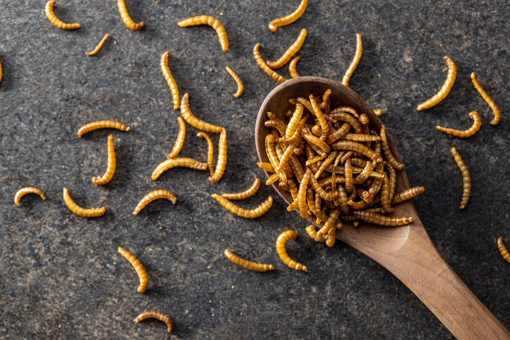 Des fermes d'insectes existent en France : les insectes vont-ils prochainement remplacer la viande dans nos assiettes ?