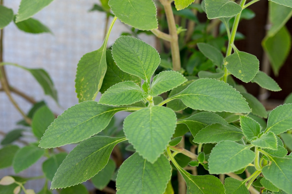 Le boldo : une plante aux multiples bienfaits pour la santé