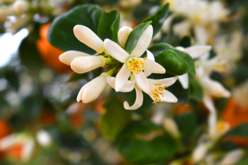 Les bienfaits de la fleur d’oranger