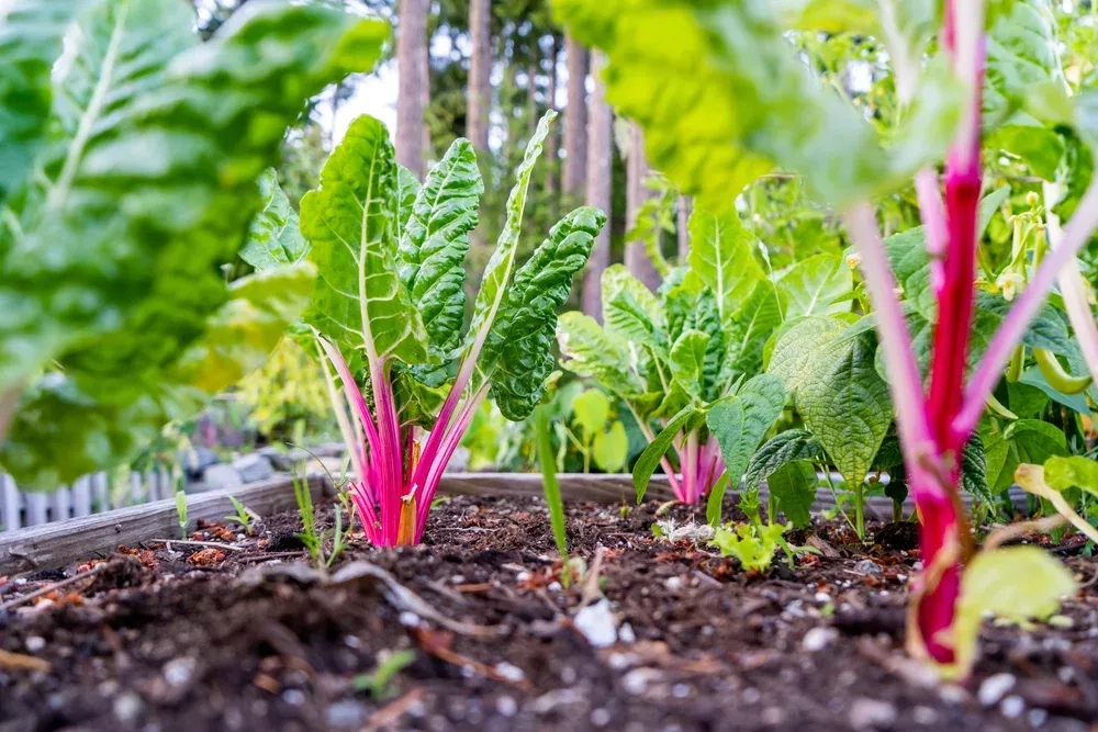 Que semer ou planter en mars au potager ?