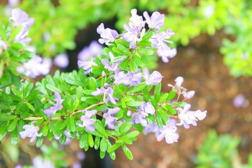 Les bienfaits du desmodium : une plante précieuse pour le foie et l’organisme