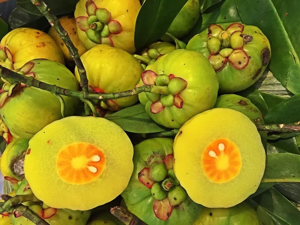 Garcinia cambogia : le coupe-faim naturel qui cache des dangers pour votre santé