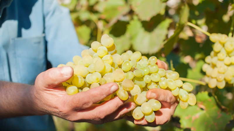 Les bienfaits du raisin blanc : un trésor de santé