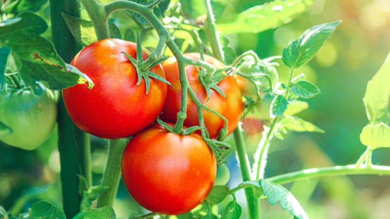 Quand et comment planter les tomates ?