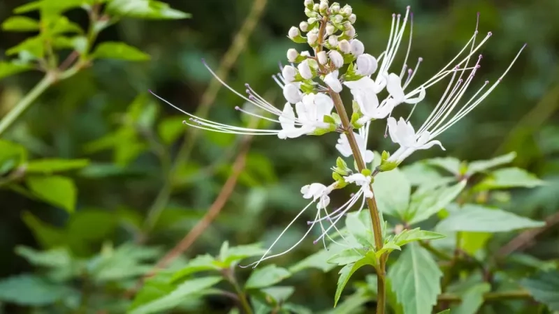 Les plantes les plus efficaces pour booster la perte de poids