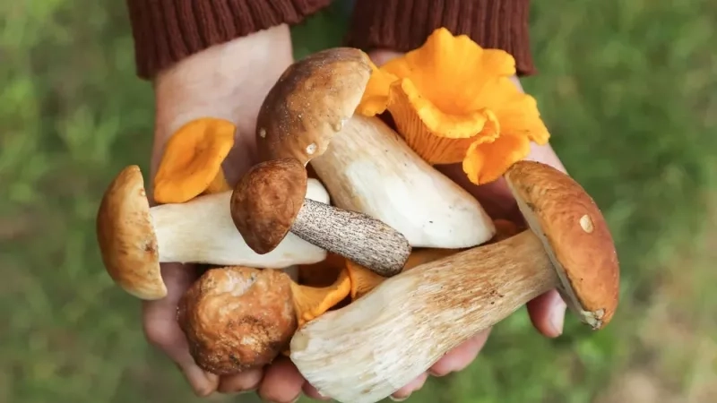 L’astuce méconnue qui booste la vitamine D des champignons avant la cuisson