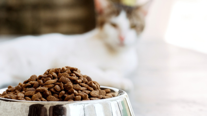 Comment bien choisir des croquettes pour chat ?