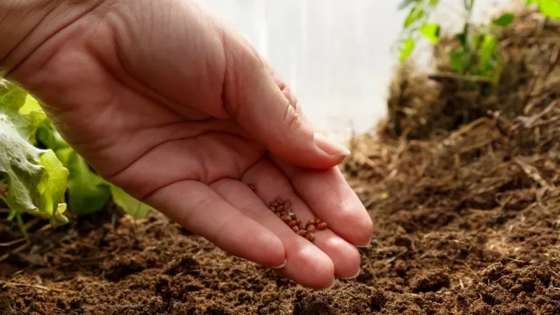 Quelles graines semer en février ?