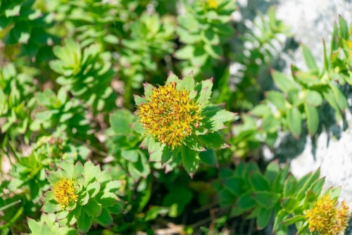 Rhodiola : une plante adaptogène aux multiples bienfaits