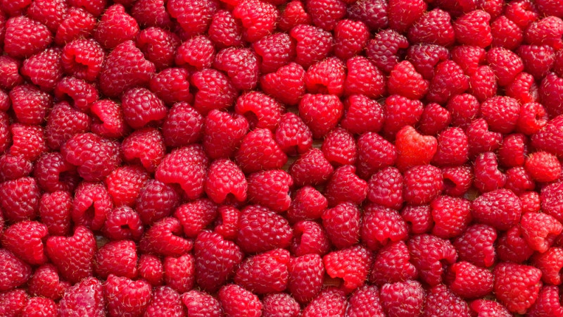 La framboise : bienfaits nutritionnels et recettes savoureuses