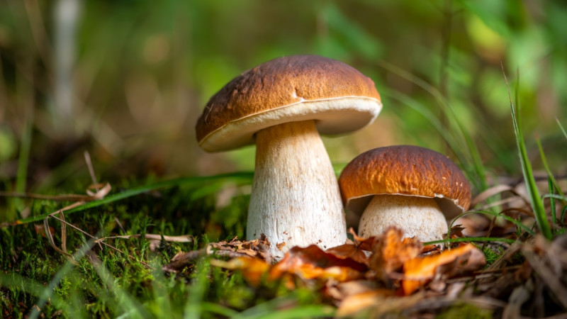 8 conseils pour bien ramasser des champignons en forêt