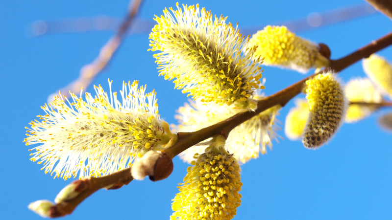 Tout savoir sur le pollen de saule fruitier