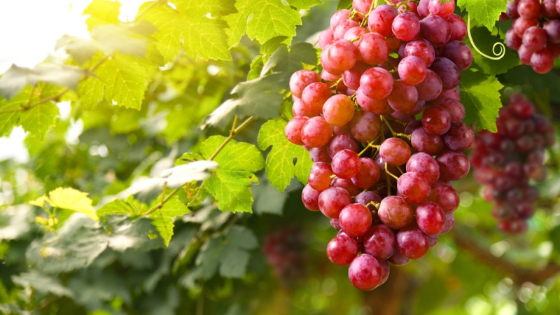 Les bienfaits du raisin rouge