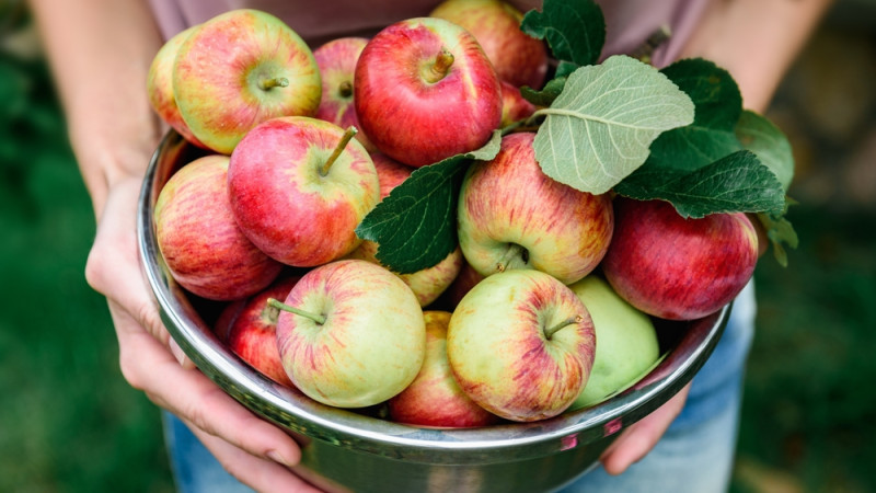 5 bonnes raisons de manger des pommes