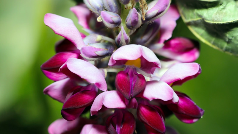 Les bienfaits du kudzu : une plante aux multiples vertus