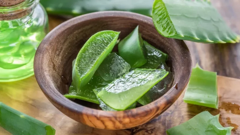 Comment utiliser l’aloe vera pour soulager la constipation ?