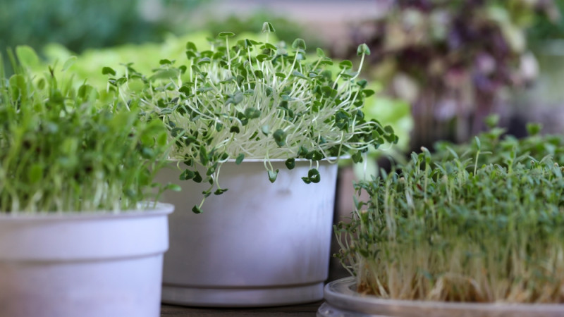 Les bienfaits des graines de chia germées