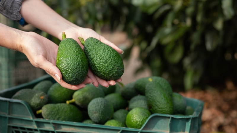 Comment faire pousser des avocats : guide complet pour cultiver vos propres avocatiers