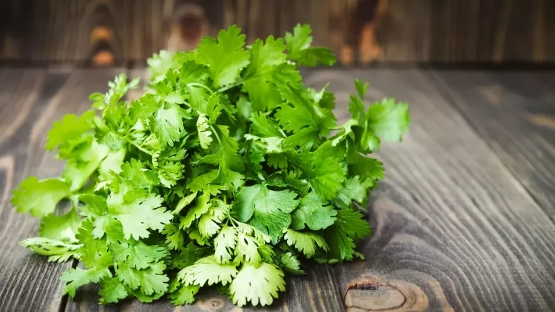 Comment cuisiner la coriandre : astuces, recettes et idées pour sublimer cette herbe aromatique